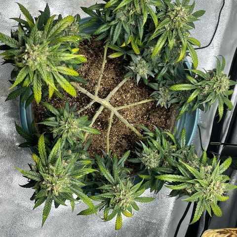ILGM-Blue Dream Auto #2 growlog timeline photo