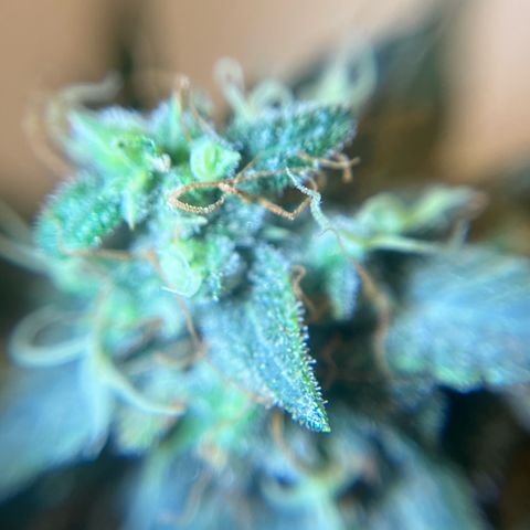 ILGM-Blue Dream Auto #2 growlog timeline photo