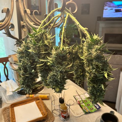 ILGM-Blue Dream Auto #2 growlog timeline photo