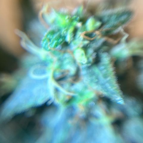 ILGM-Blue Dream Auto #2 growlog timeline photo