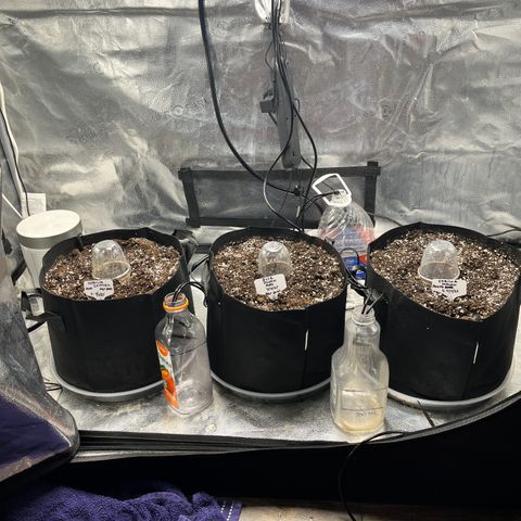 Blue Dream Auto 42-1 growlog photo: It looks like she will be breaking through the soil any time now. I transplanted into their 5 gallon final pot.  

I also finished the installation of the Vivosun automatic drip waterer. I added an aerator with 2 air stones to oxygenate the water. I will not use the watering system until late seedling stage.   The initial plan