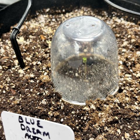Blue Dream Auto 42-1 growlog photo: She arrived today as a little sprout. 