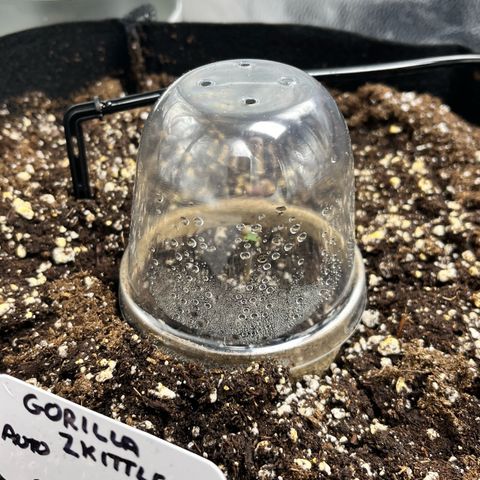 Gorilla Zkittlez Auto growlog photo: She arrived today as a little sprout. 