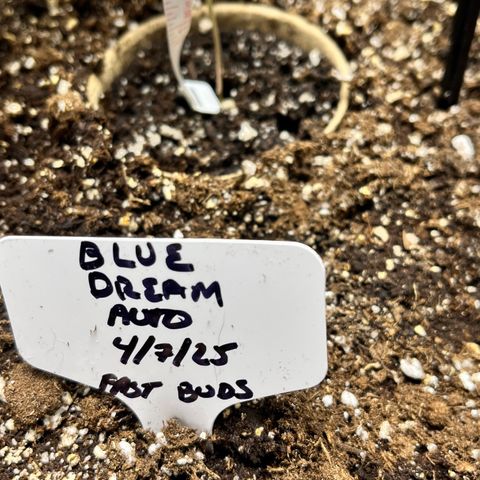 Blue Dream Auto 42-1 growlog timeline photo