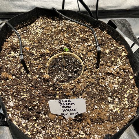 Blue Dream Auto 42-1 growlog timeline photo