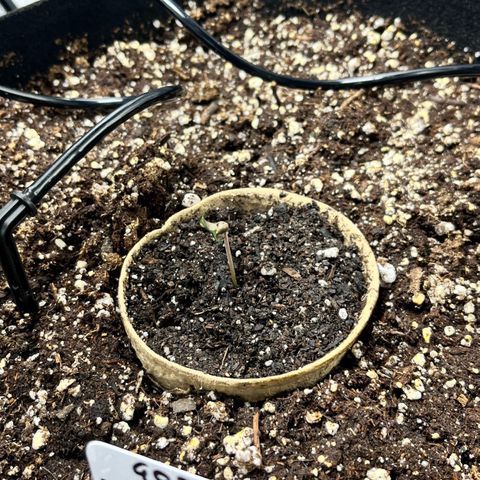 Gorilla Melon growlog timeline photo