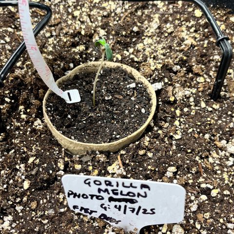 Gorilla Melon growlog timeline photo
