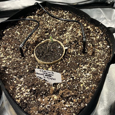 Gorilla Melon growlog timeline photo
