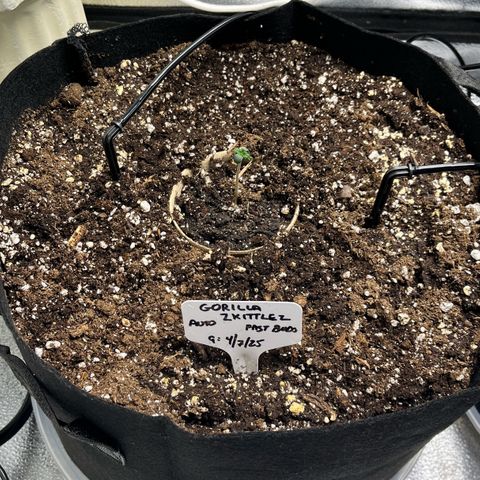 Gorilla Zkittlez Auto growlog timeline photo