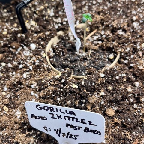 Gorilla Zkittlez Auto growlog timeline photo