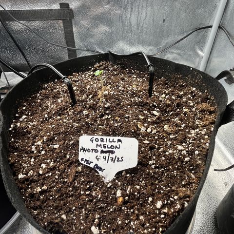 Gorilla Melon growlog timeline photo