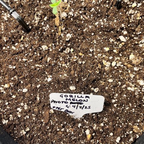 Gorilla Melon growlog timeline photo