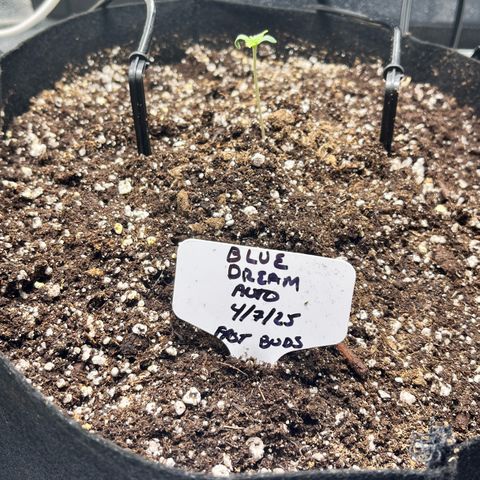 Blue Dream Auto 42-1 growlog timeline photo