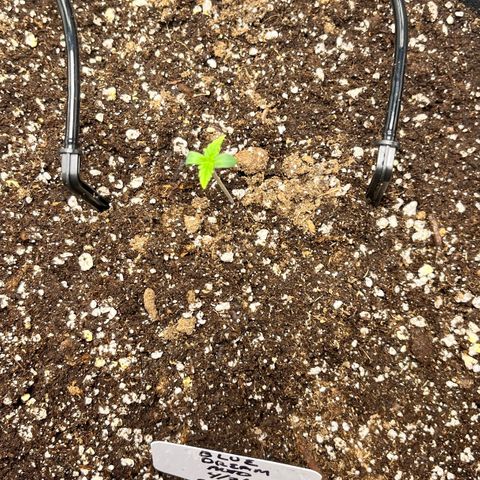 Blue Dream Auto 42-1 growlog timeline photo