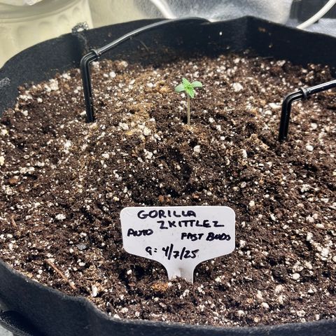 Gorilla Zkittlez Auto growlog timeline photo
