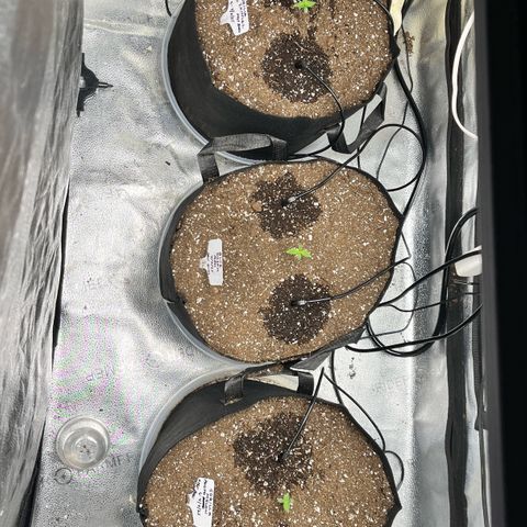 Gorilla Melon growlog photo: Top view of the 5 gallon planters after the new drip watering system delivered 1 liter of water per planter. It is now scheduled to run every day from 0800-0832 to deliver water to the planters. 