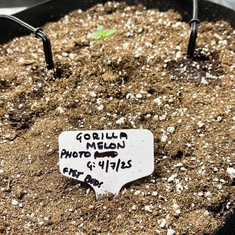 Gorilla Melon growlog timeline photo