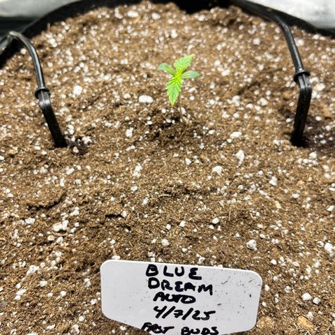 Blue Dream Auto 42-1 growlog timeline photo