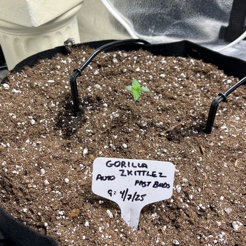 Gorilla Zkittlez Auto growlog timeline photo