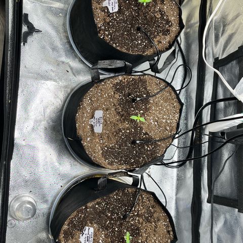 Gorilla Melon growlog timeline photo