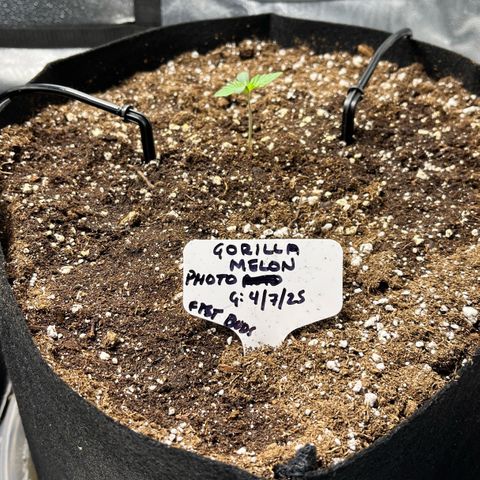 Gorilla Melon growlog timeline photo