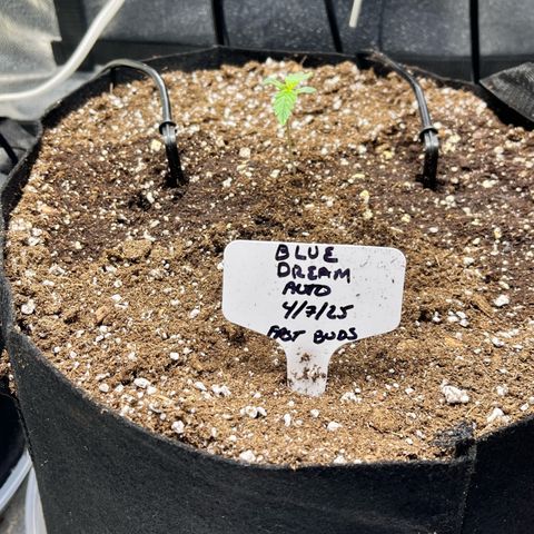 Blue Dream Auto 42-1 growlog timeline photo