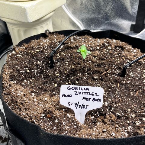 Gorilla Zkittlez Auto growlog timeline photo