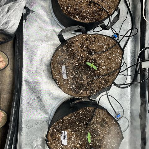 Gorilla Melon growlog timeline photo
