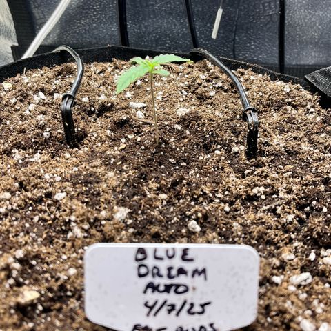 Blue Dream Auto 42-1 growlog timeline photo