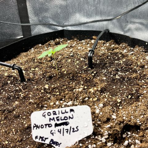 Gorilla Melon growlog timeline photo