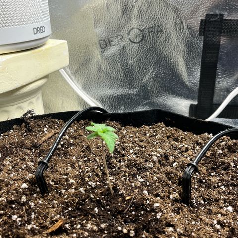 Gorilla Zkittlez Auto growlog timeline photo