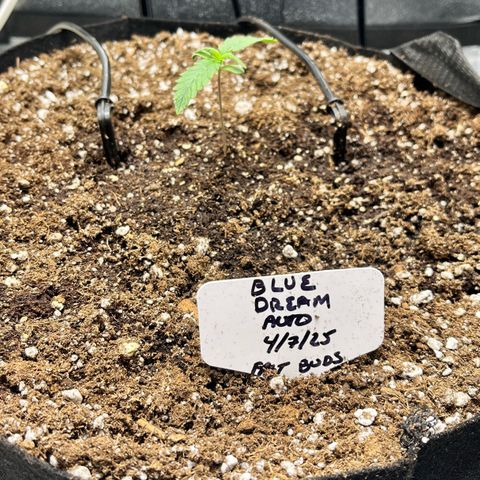 Blue Dream Auto 42-1 growlog timeline photo