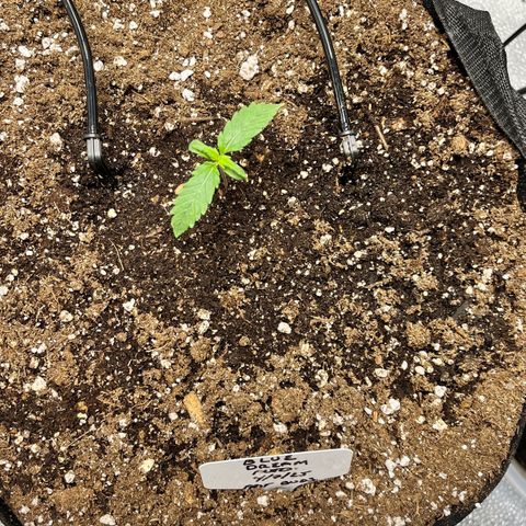 Blue Dream Auto 42-1 growlog timeline photo