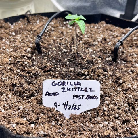 Gorilla Zkittlez Auto growlog timeline photo