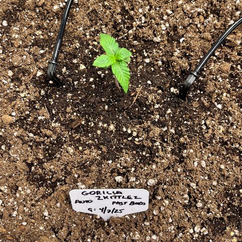 Gorilla Zkittlez Auto growlog timeline photo