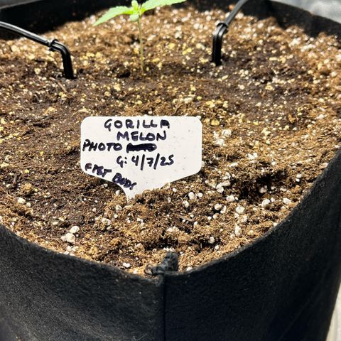 Gorilla Melon growlog timeline photo