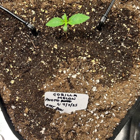 Gorilla Melon growlog timeline photo