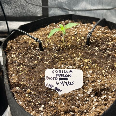 Gorilla Melon growlog timeline photo