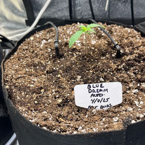 Blue Dream Auto 42-1 growlog timeline photo