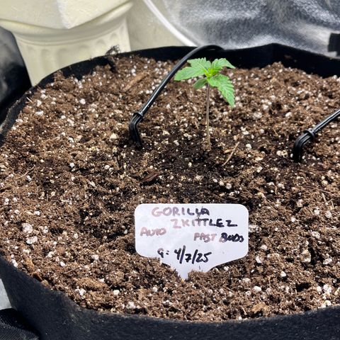 Gorilla Zkittlez Auto growlog timeline photo
