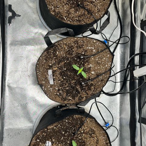 Gorilla Melon growlog timeline photo