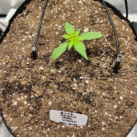 Blue Dream Auto 42-1 growlog timeline photo