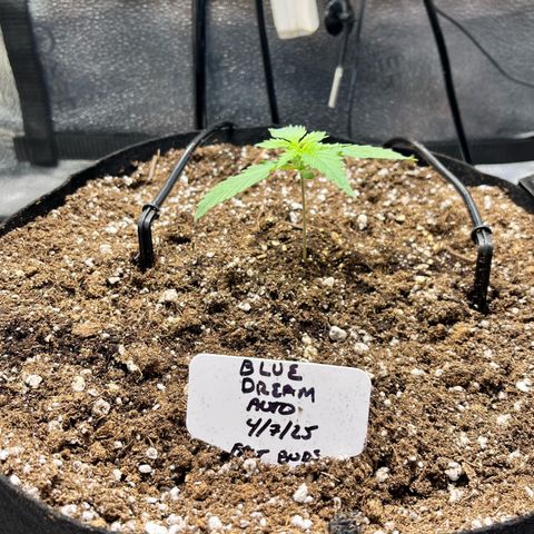 Blue Dream Auto 42-1 growlog timeline photo