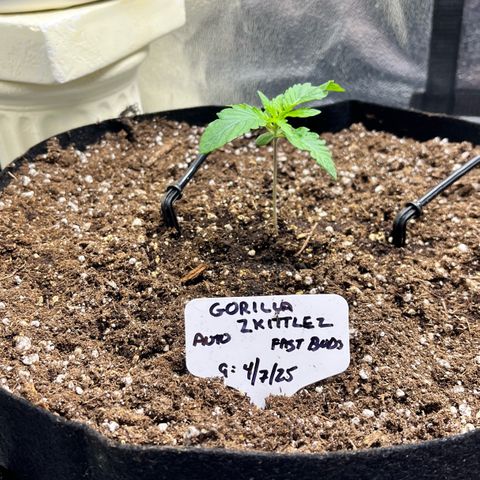 Gorilla Zkittlez Auto growlog timeline photo