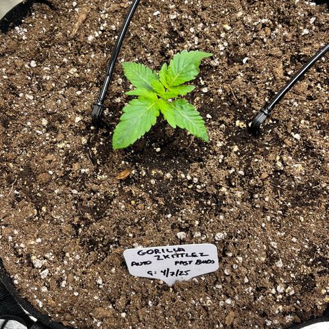 Gorilla Zkittlez Auto growlog timeline photo