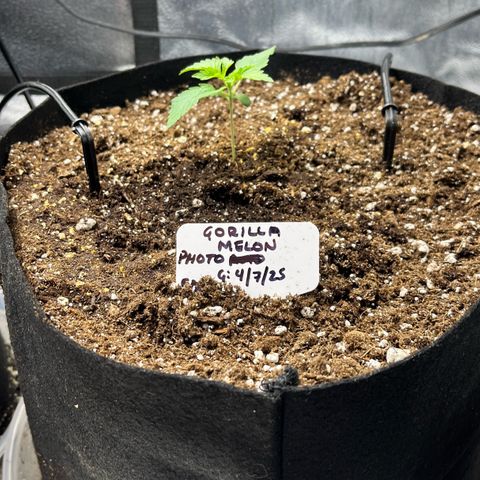 Gorilla Melon growlog timeline photo
