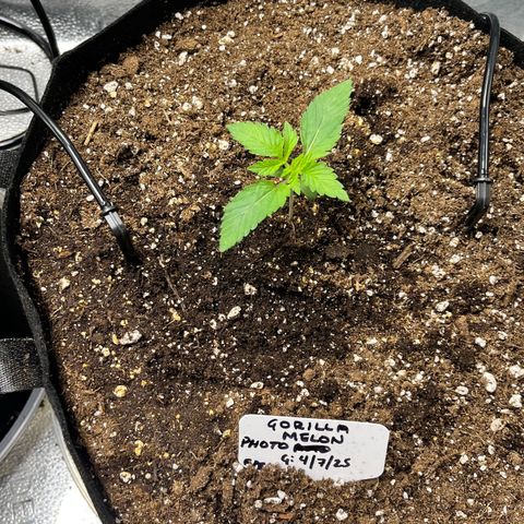 Gorilla Melon growlog timeline photo