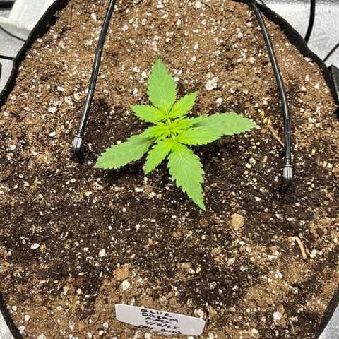 Blue Dream Auto 42-1 growlog timeline photo