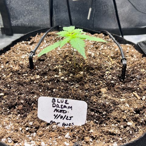 Blue Dream Auto 42-1 growlog timeline photo