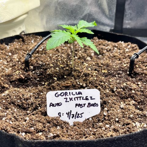 Gorilla Zkittlez Auto growlog timeline photo